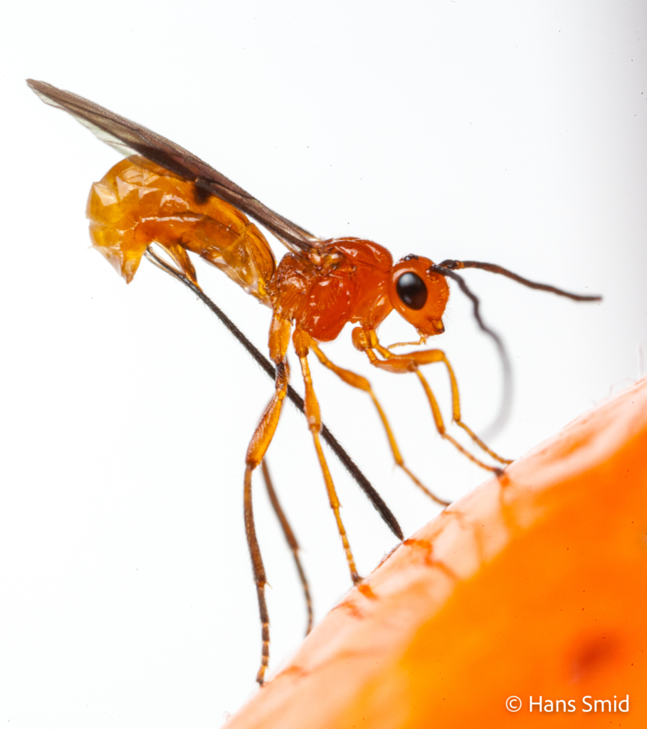 Diachasmimorpha longicaudata parasitoid wasp 009