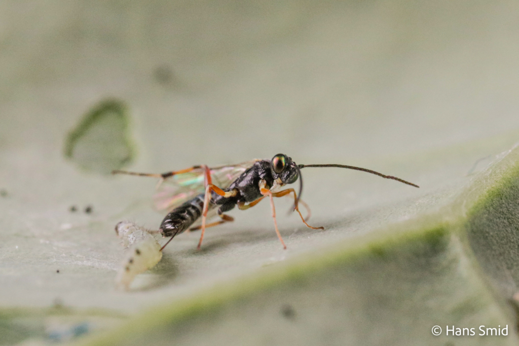 Diadegma semiclausum parasitoid wasp on Plutella xylostella caterpillar 001 1