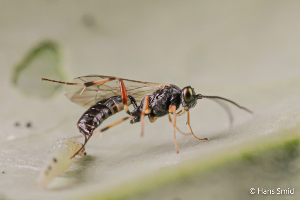 Diadegma semiclausum parasitoid wasp on Plutella xylostella caterpillar 003