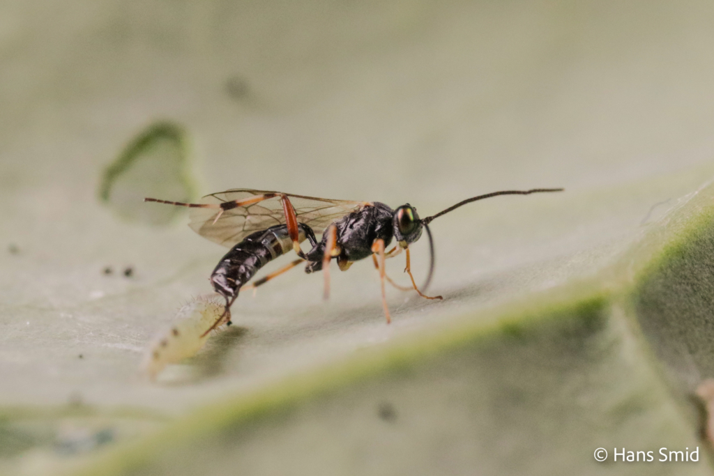 Diadegma semiclausum parasitoid wasp on Plutella xylostella caterpillar 004