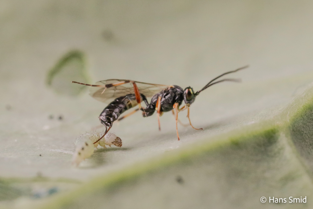 Diadegma semiclausum parasitoid wasp on Plutella xylostella caterpillar 005