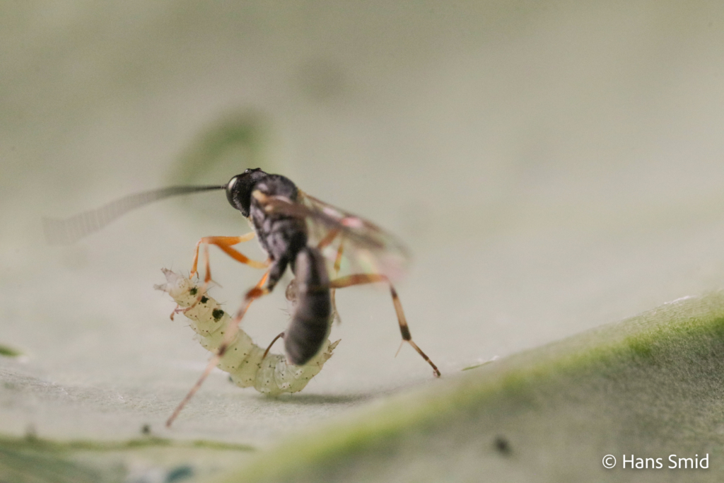 Diadegma semiclausum parasitoid wasp on Plutella xylostella caterpillar 006