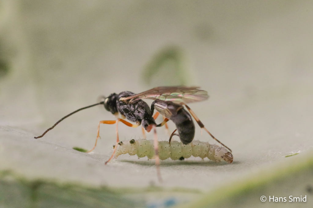 Diadegma semiclausum parasitoid wasp on Plutella xylostella caterpillar 007