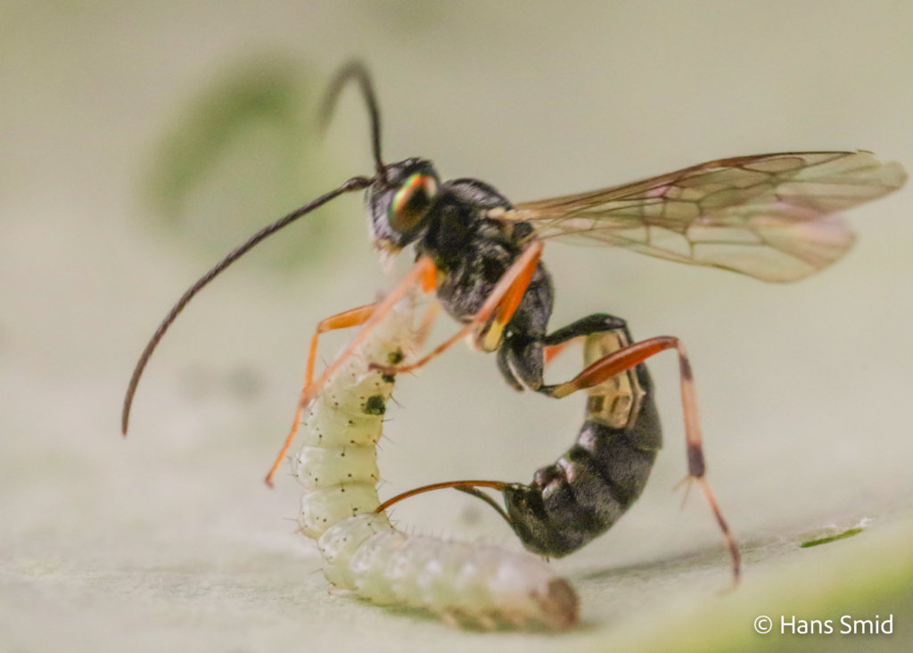 Diadegma semiclausum parasitoid wasp on Plutella xylostella caterpillar 008