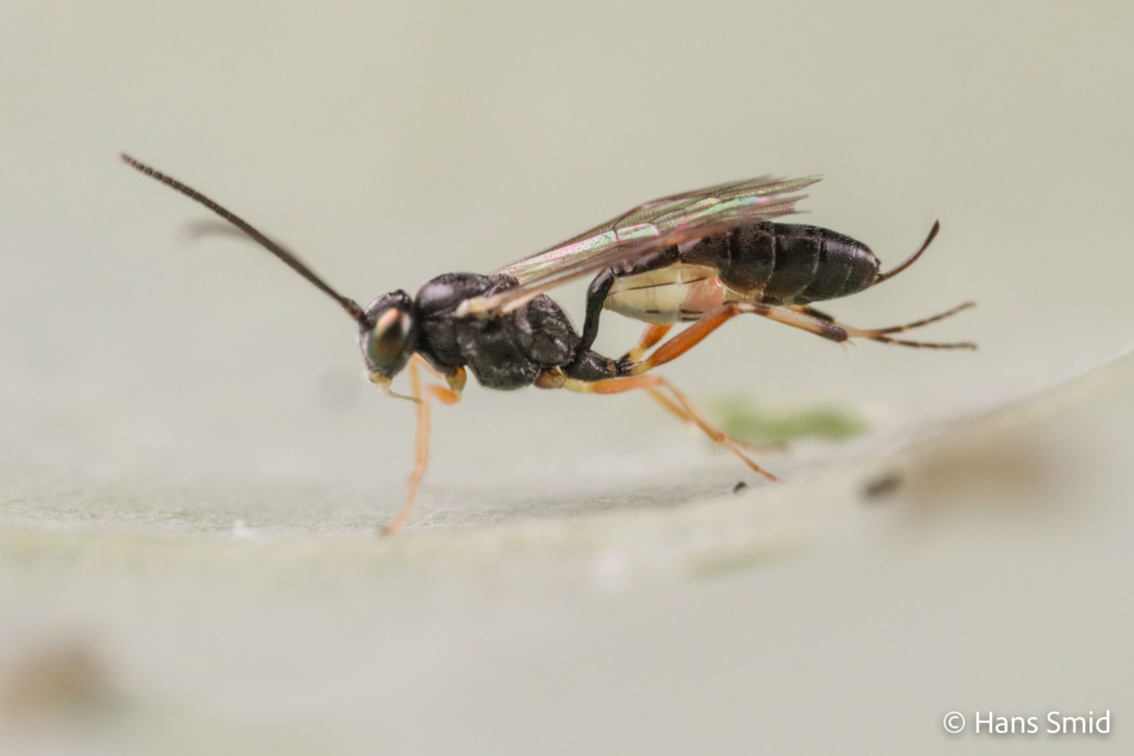 Diadegma semiclausum parasitoid wasp on Plutella xylostella caterpillar 009