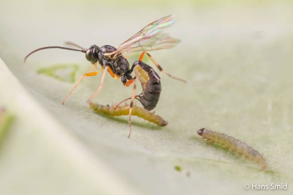 Diadegma semiclausum parasitoid wasp on Plutella xylostella caterpillar 010 2