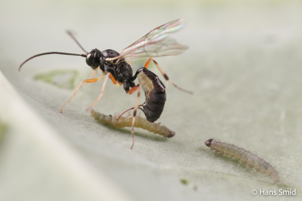 Diadegma semiclausum parasitoid wasp on Plutella xylostella caterpillar 011