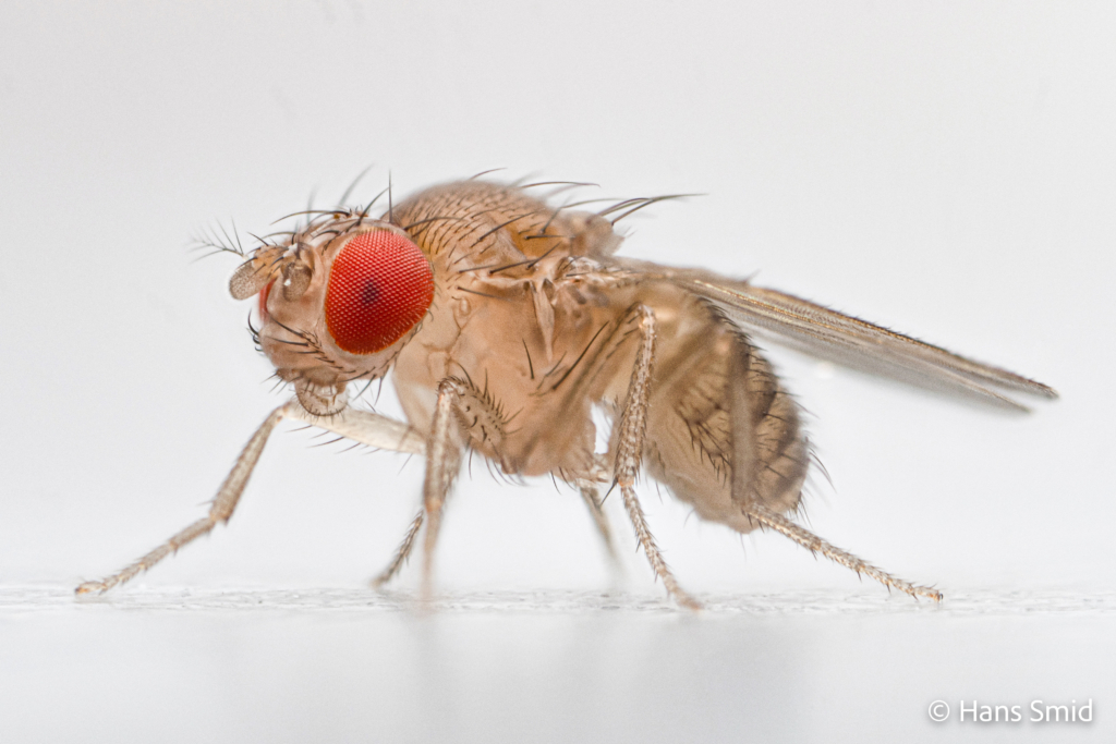 Drosophila melanogaster fruitfly bananafly adult 001
