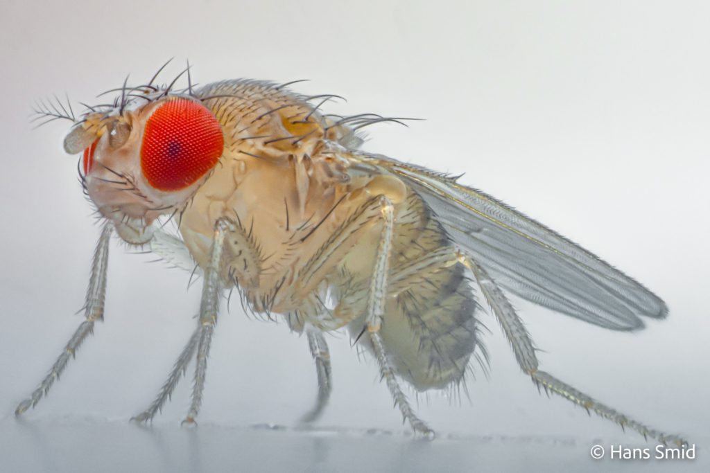 Drosophila melanogaster fruitfly bananafly adult 002