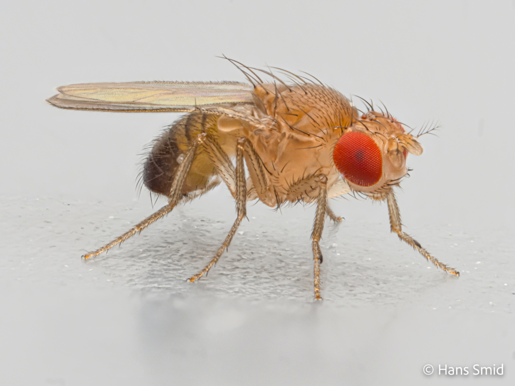 Drosophila melanogaster fruitfly bananafly adult 003