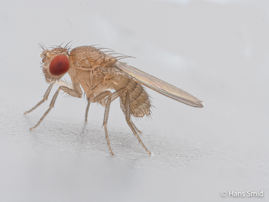 Drosophila melanogaster fruitfly bananafly adult 004