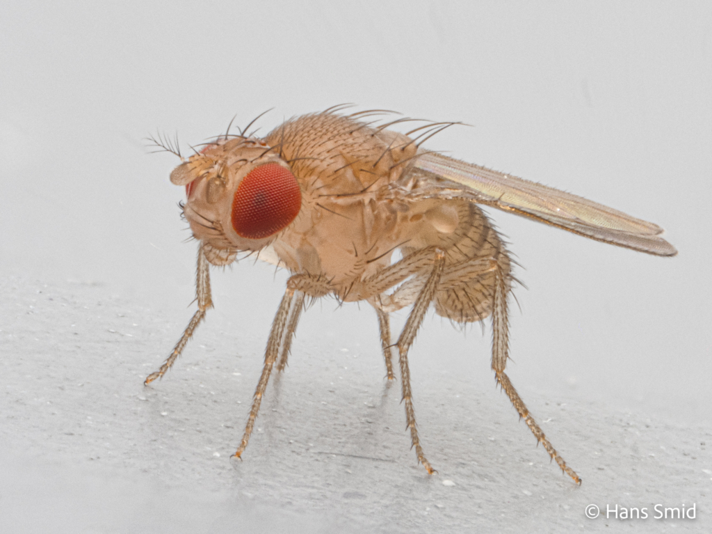 Drosophila melanogaster fruitfly bananafly adult 005
