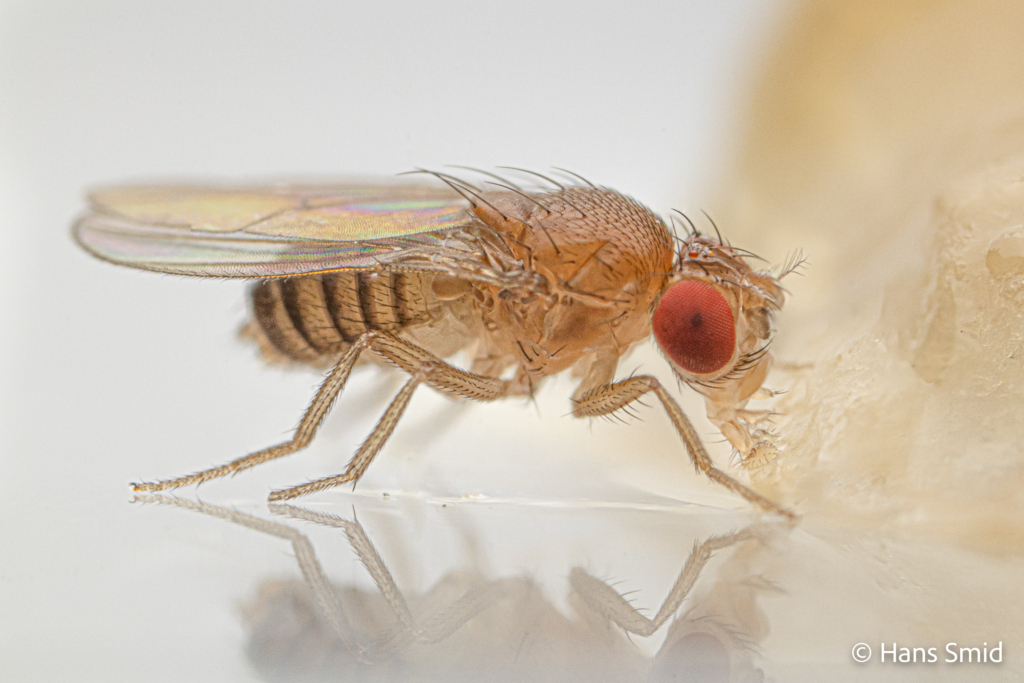 Drosophila melanogaster fruitfly bananafly adult 006