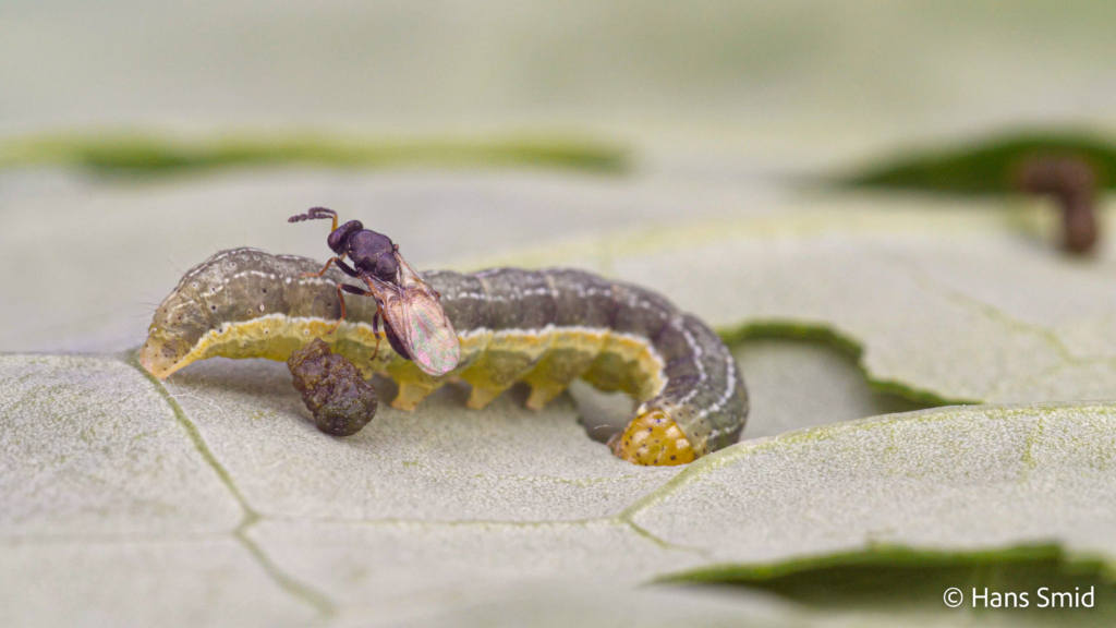 Eulophus pennicornis ectoparasitoid adult female wasp on Mamestra brassicae caterpillar 001