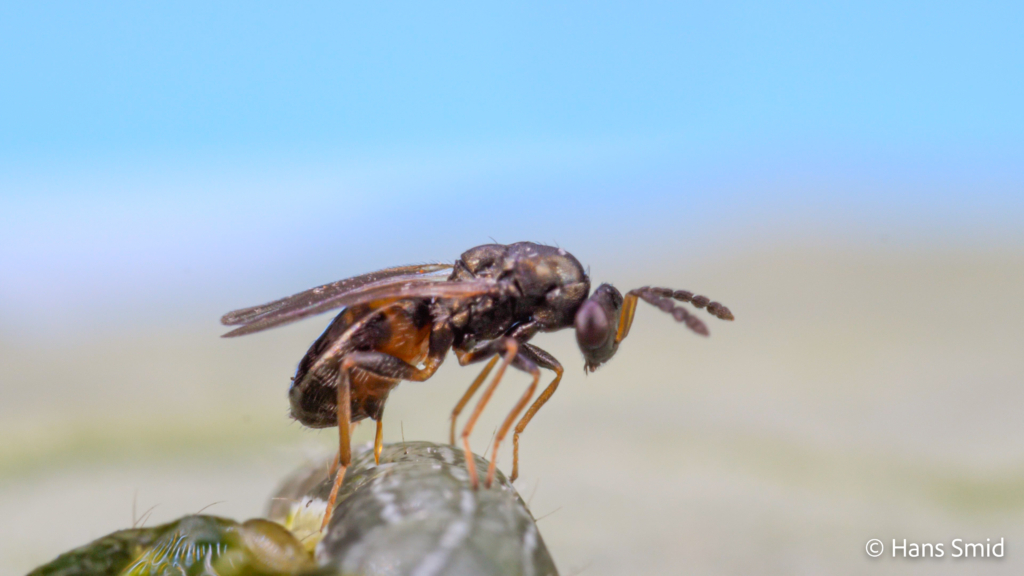 Eulophus pennicornis ectoparasitoid adult female wasp on Mamestra brassicae caterpillar 002