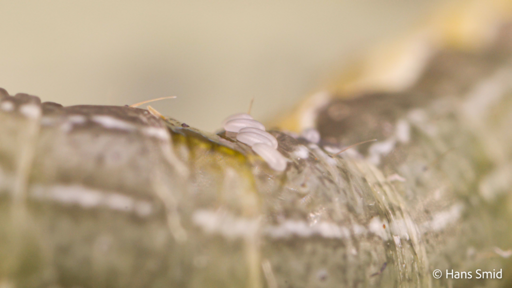 Eulophus pennicornis ectoparasitoid eggs on Mamestra brassicae caterpillar 001