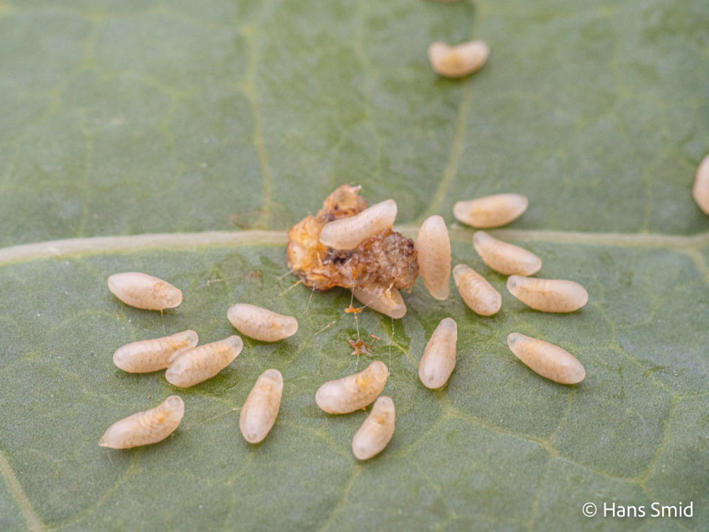 Eulophus pennicornis ectoparasitoid larva detached from Mamestra brassicae caterpillar 001