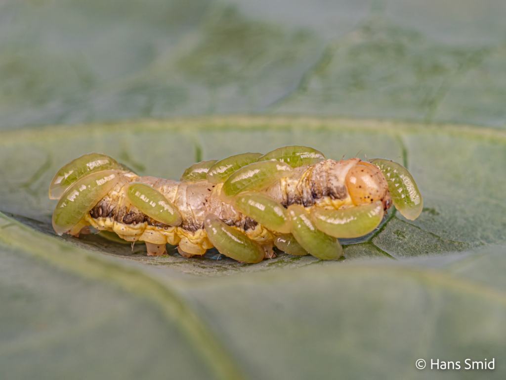 Eulophus pennicornis ectoparasitoid larva on Mamestra brassicae caterpillar 002