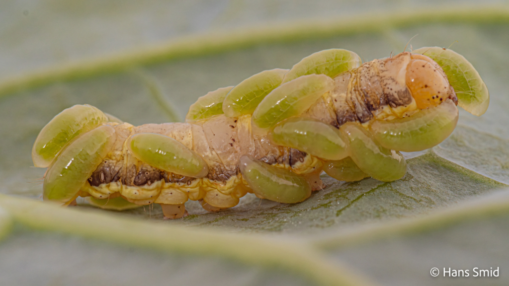 Eulophus pennicornis ectoparasitoid larva on Mamestra brassicae caterpillar 003