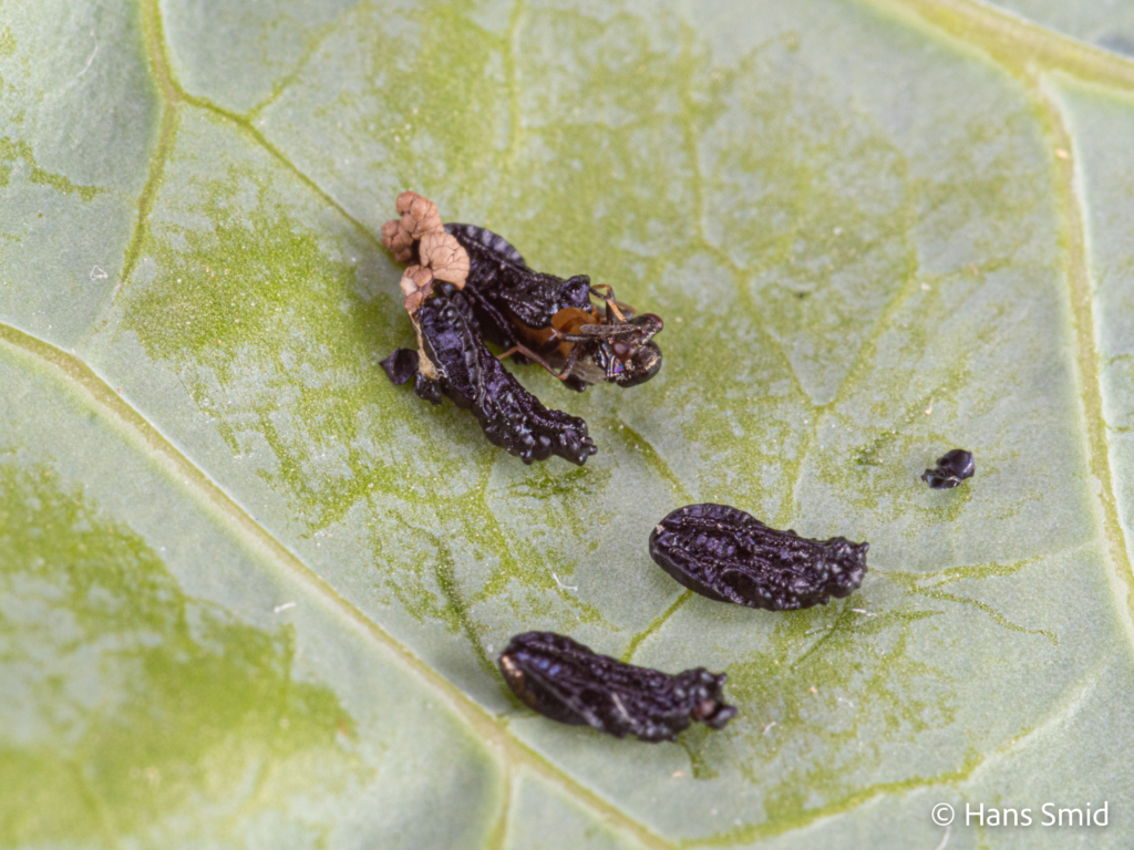 Eulophus pennicornis ectoparasitoid pupa and  emerging adult wasp 001
