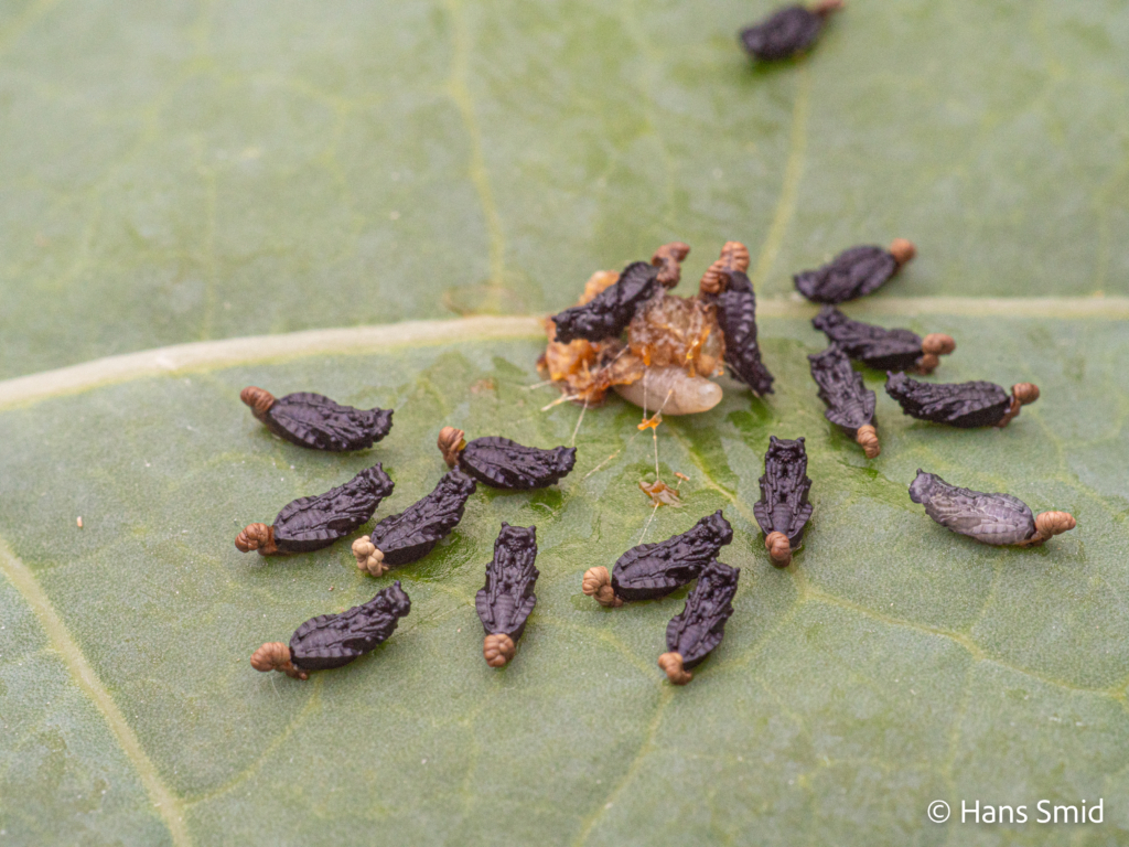 Eulophus pennicornis ectoparasitoid pupa with meconium detached from Mamestra brassicae caterpillar 001