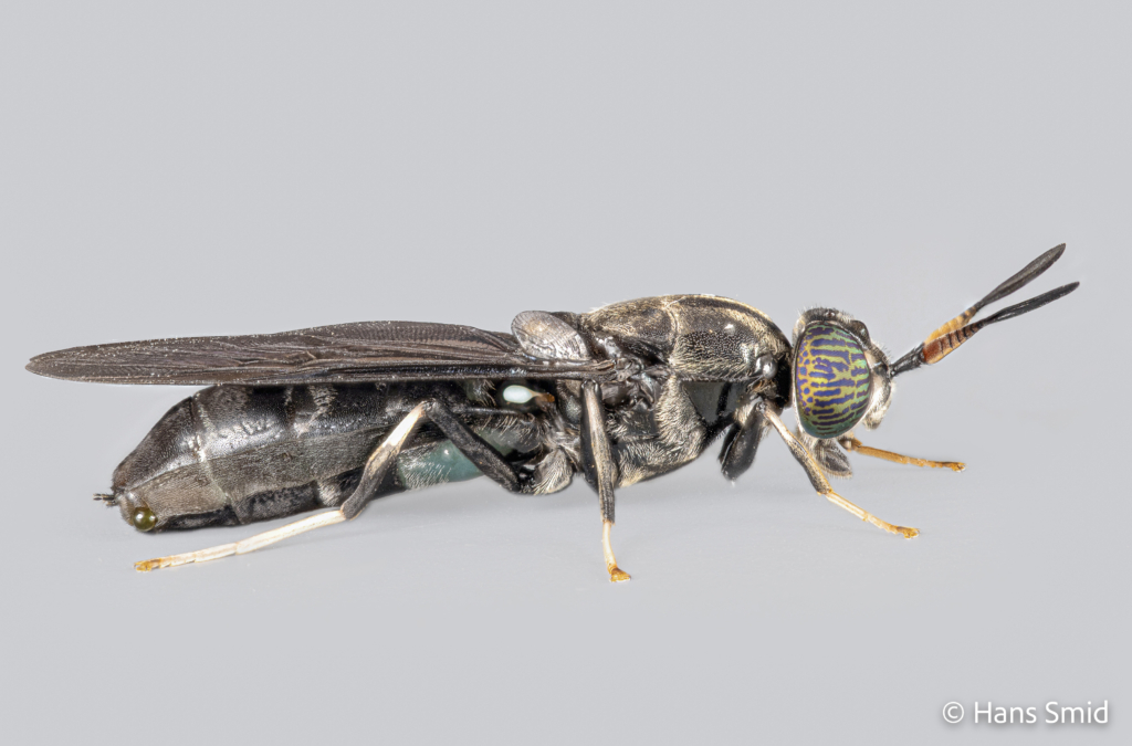 Hermetia Illucens black soldierfly Adult female 001