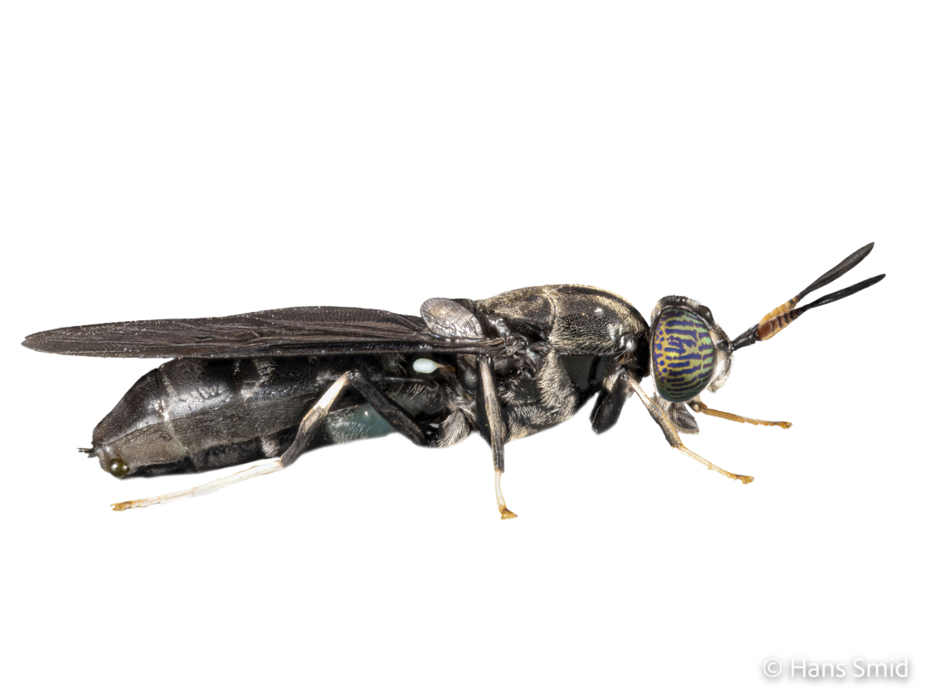 Hermetia Illucens black soldierfly Adult female 002