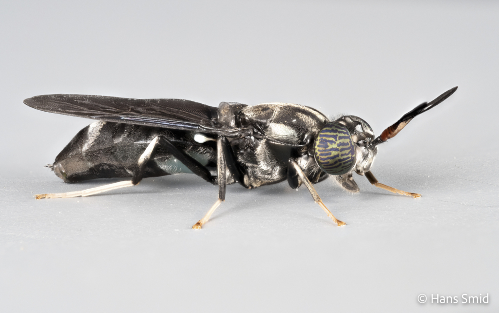 Hermetia Illucens black soldierfly Adult female 003