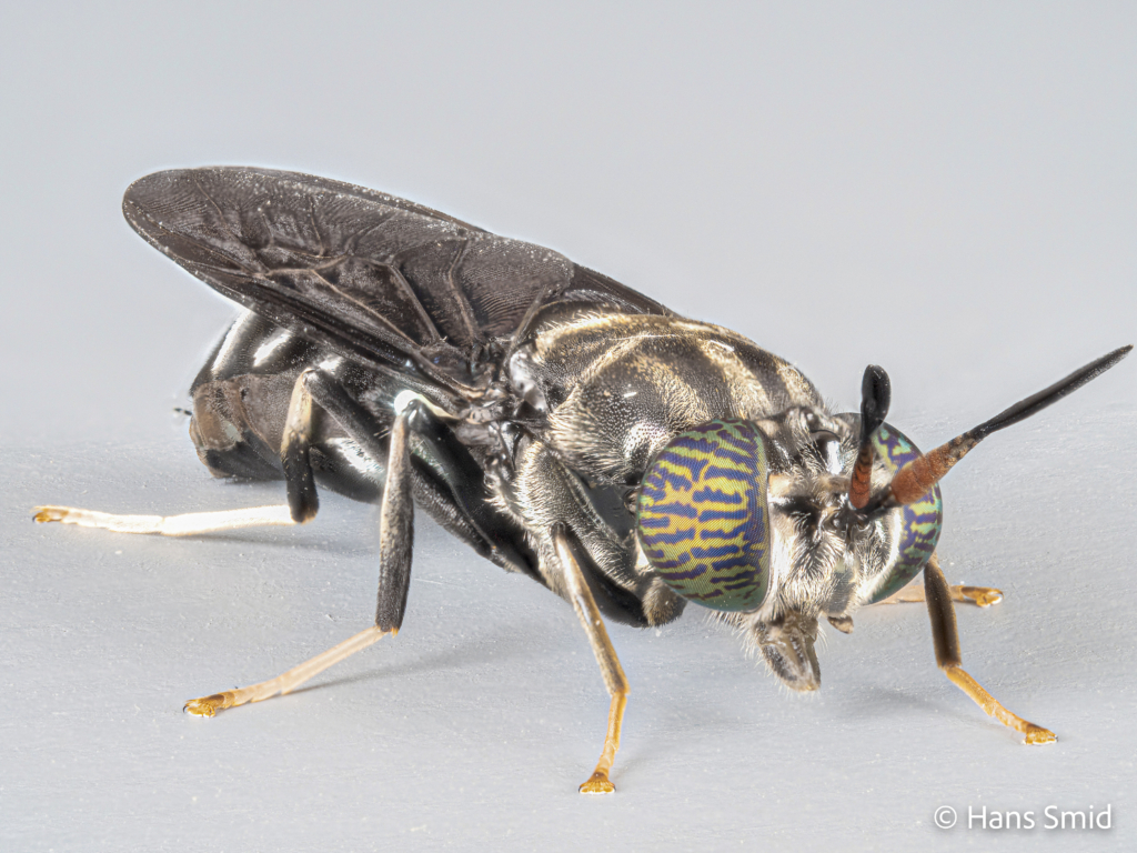 Hermetia Illucens black soldierfly Adult female 004