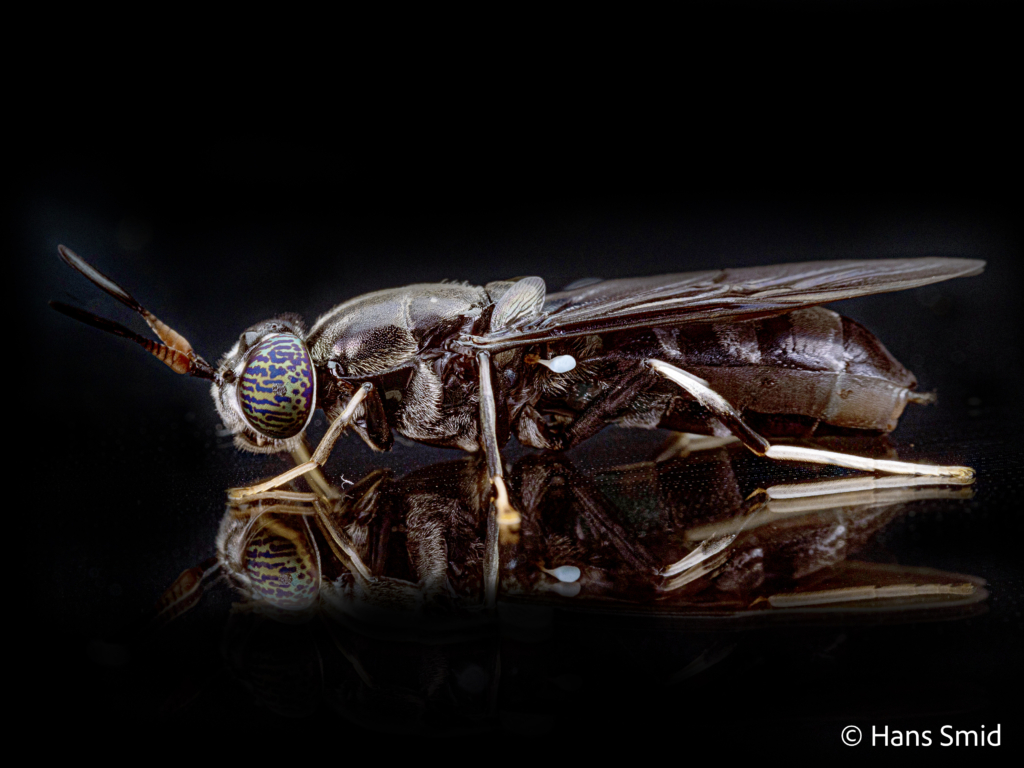 Hermetia Illucens black soldierfly Adult female 005