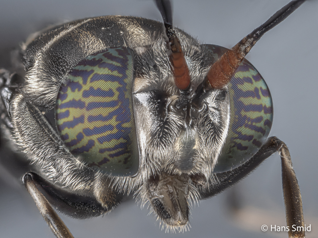 Hermetia Illucens black soldierfly adult head 001