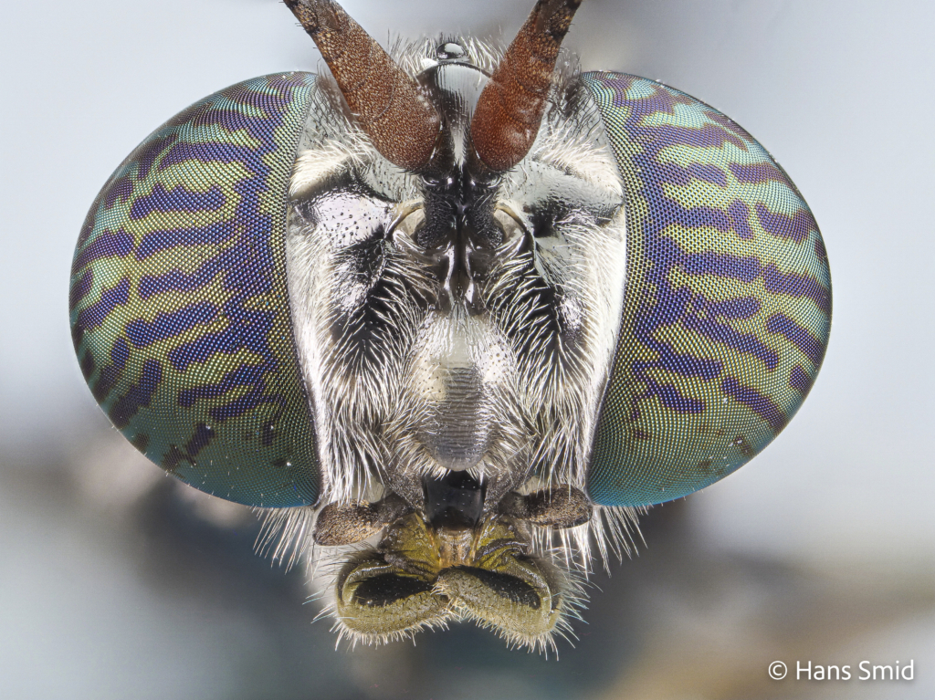 Hermetia Illucens black soldierfly adult head 002