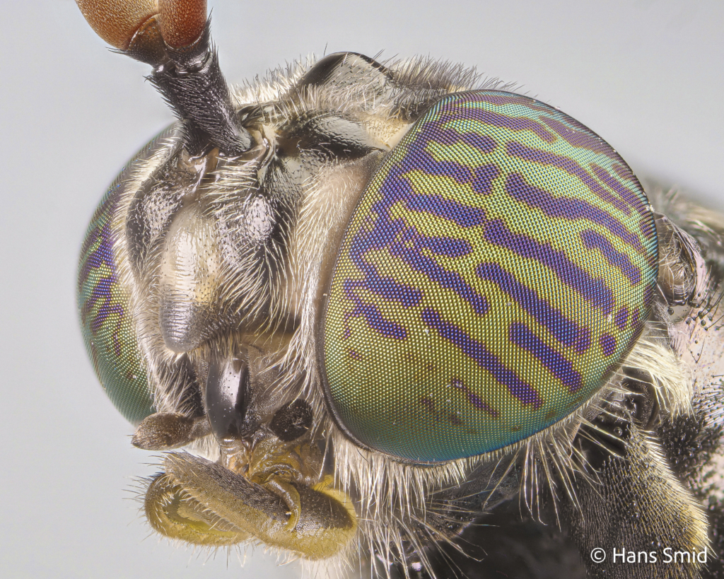 Hermetia Illucens black soldierfly adult head 003