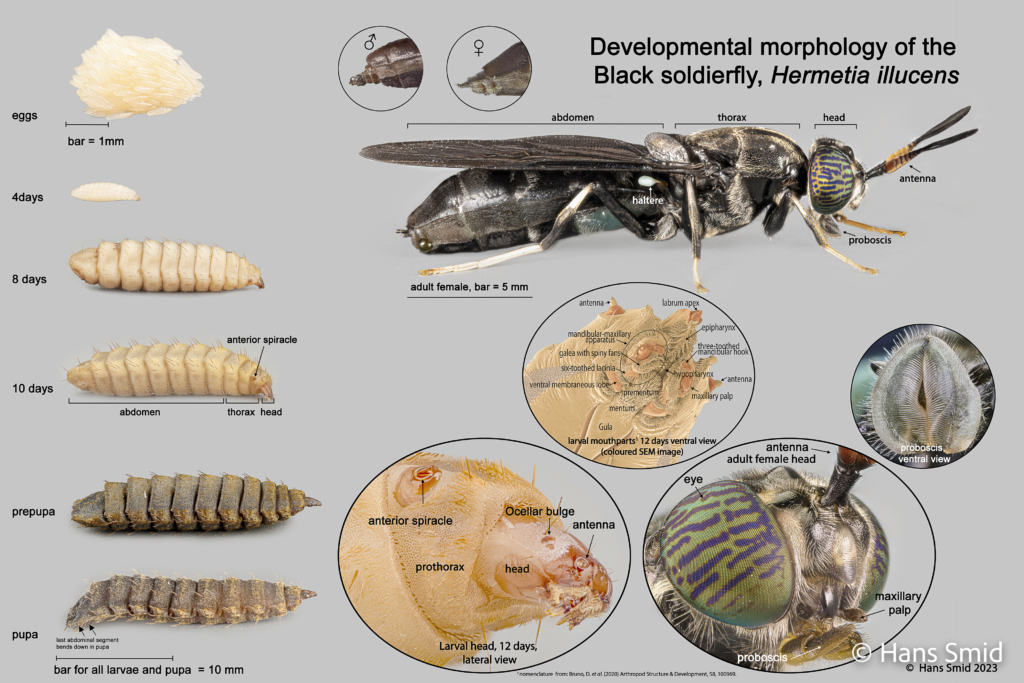 Hermetia Illucens black soldierfly development poster 001