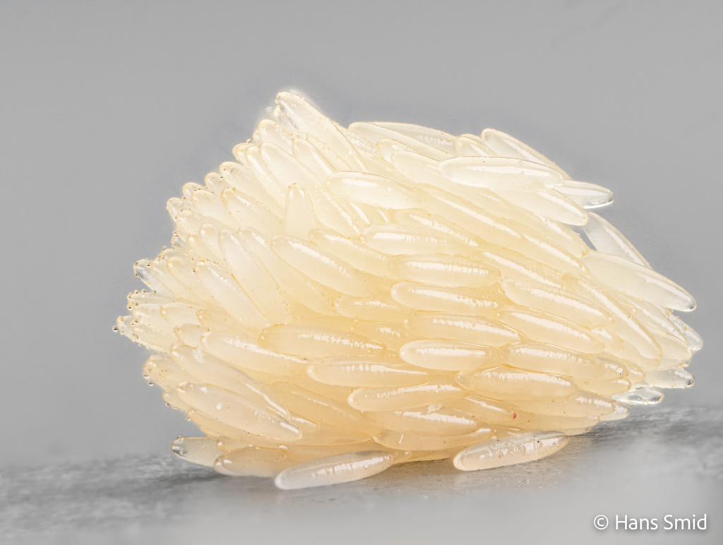 Hermetia Illucens black soldierfly eggs 005