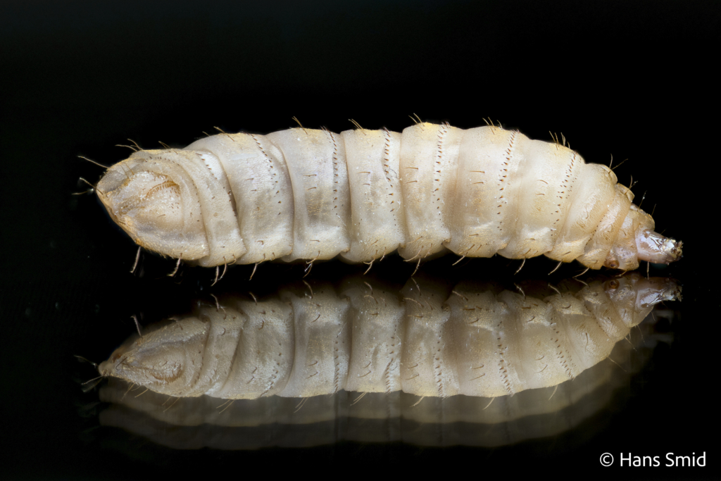 Hermetia Illucens black soldierfly larva 001