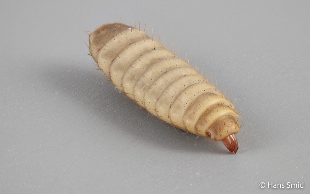 Hermetia Illucens black soldierfly larva 002