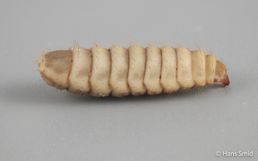 Hermetia Illucens black soldierfly larva 003