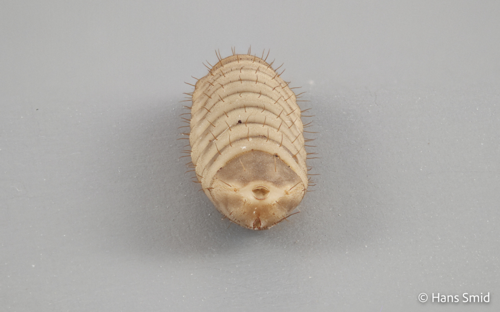 Hermetia Illucens black soldierfly larva 004