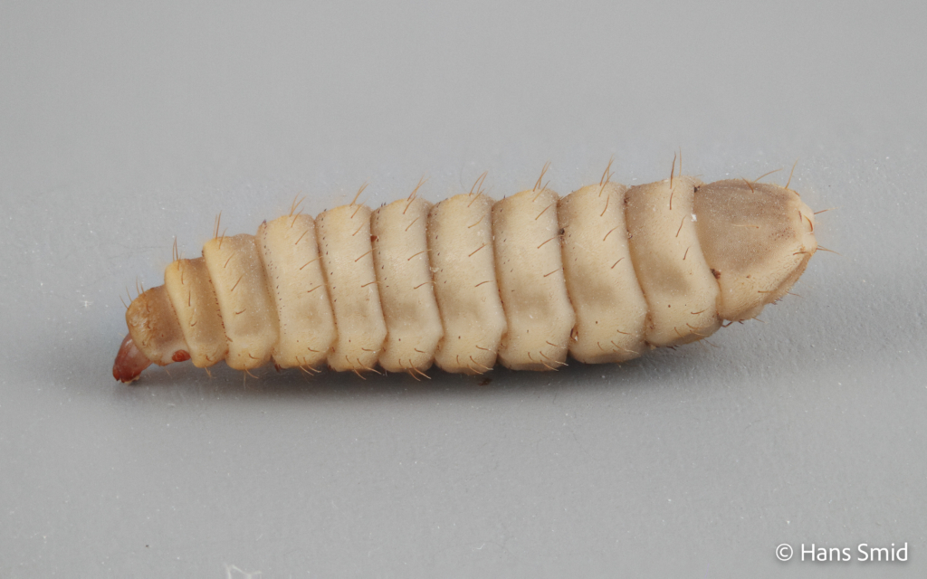 Hermetia Illucens black soldierfly larva 005