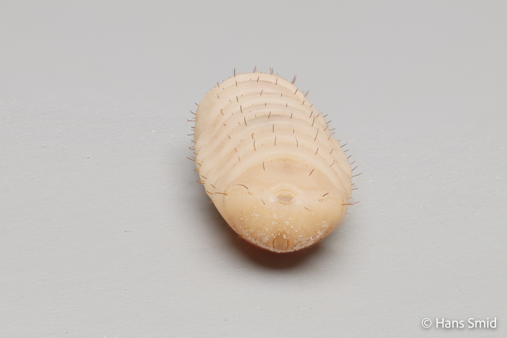 Hermetia Illucens black soldierfly larva 006