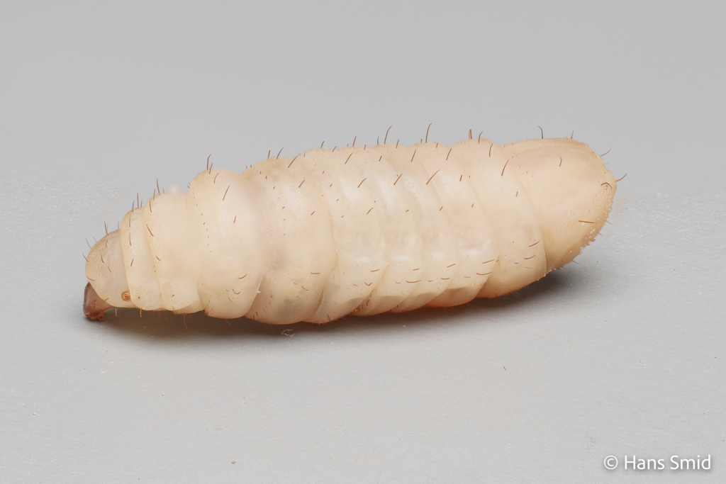 Hermetia Illucens black soldierfly larva 007