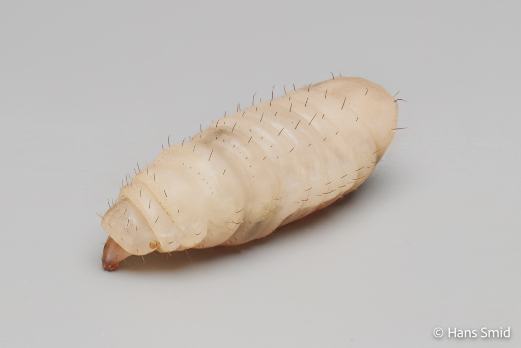 Hermetia Illucens black soldierfly larva 008