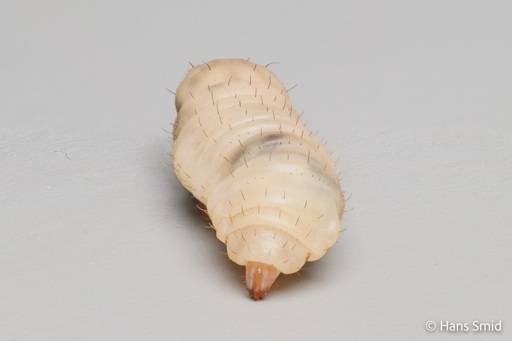 Hermetia Illucens black soldierfly larva 009