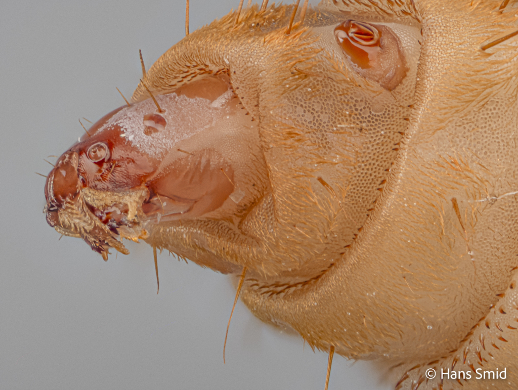 Hermetia Illucens black soldierfly larva head 001
