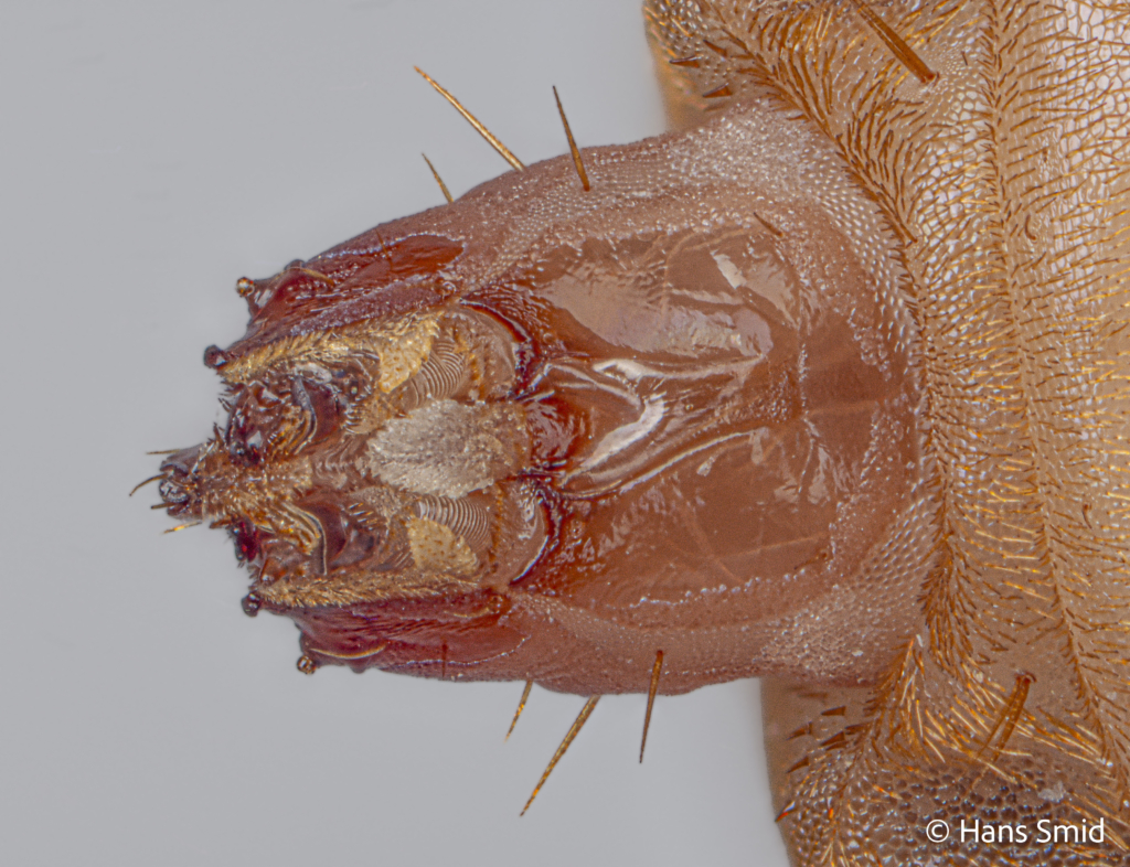 Hermetia Illucens black soldierfly larva head 002