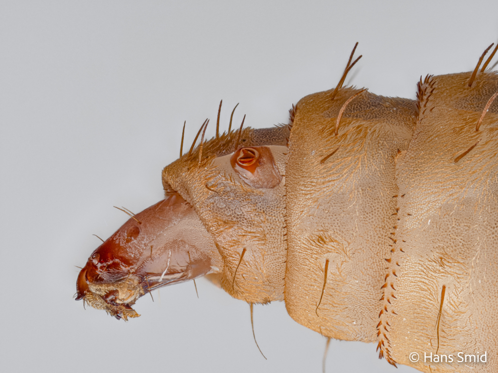 Hermetia Illucens black soldierfly larva head 003