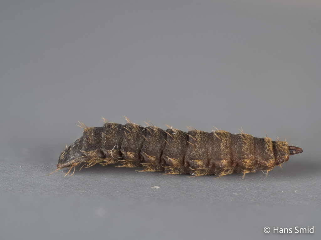 Hermetia Illucens black soldierfly pupa 006