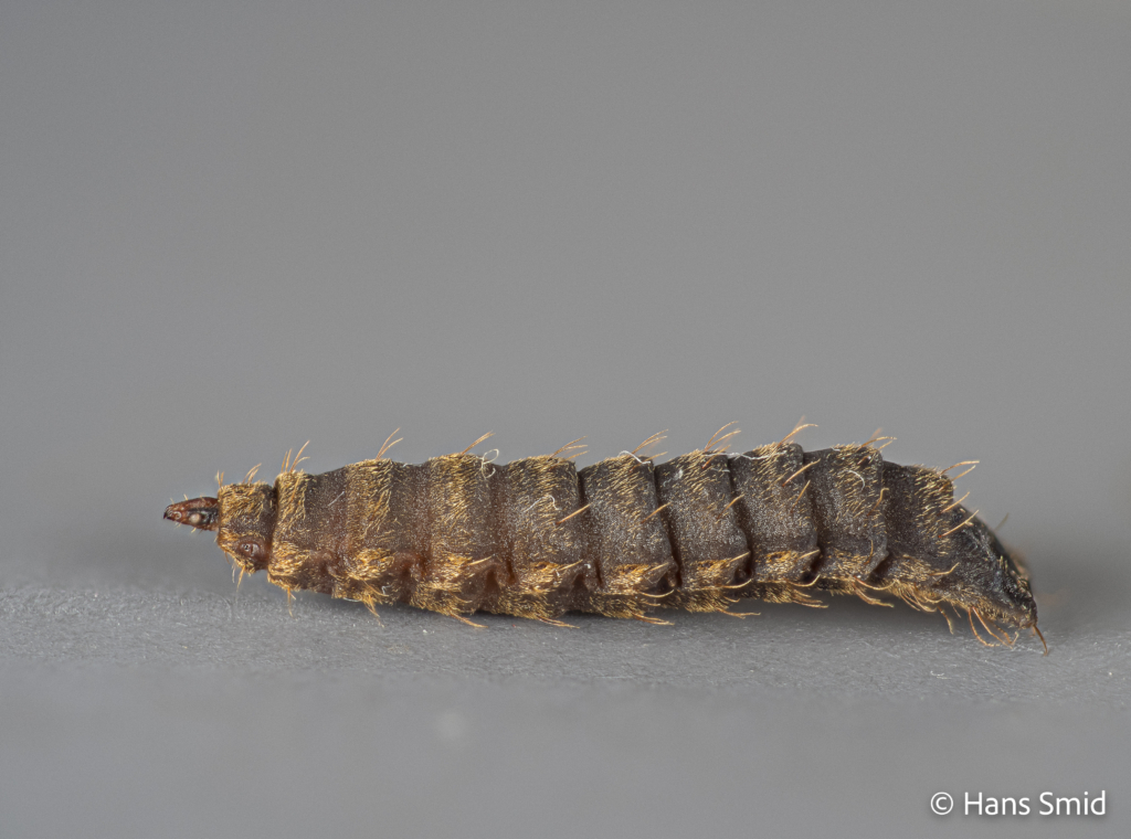 Hermetia Illucens black soldierfly pupa 007