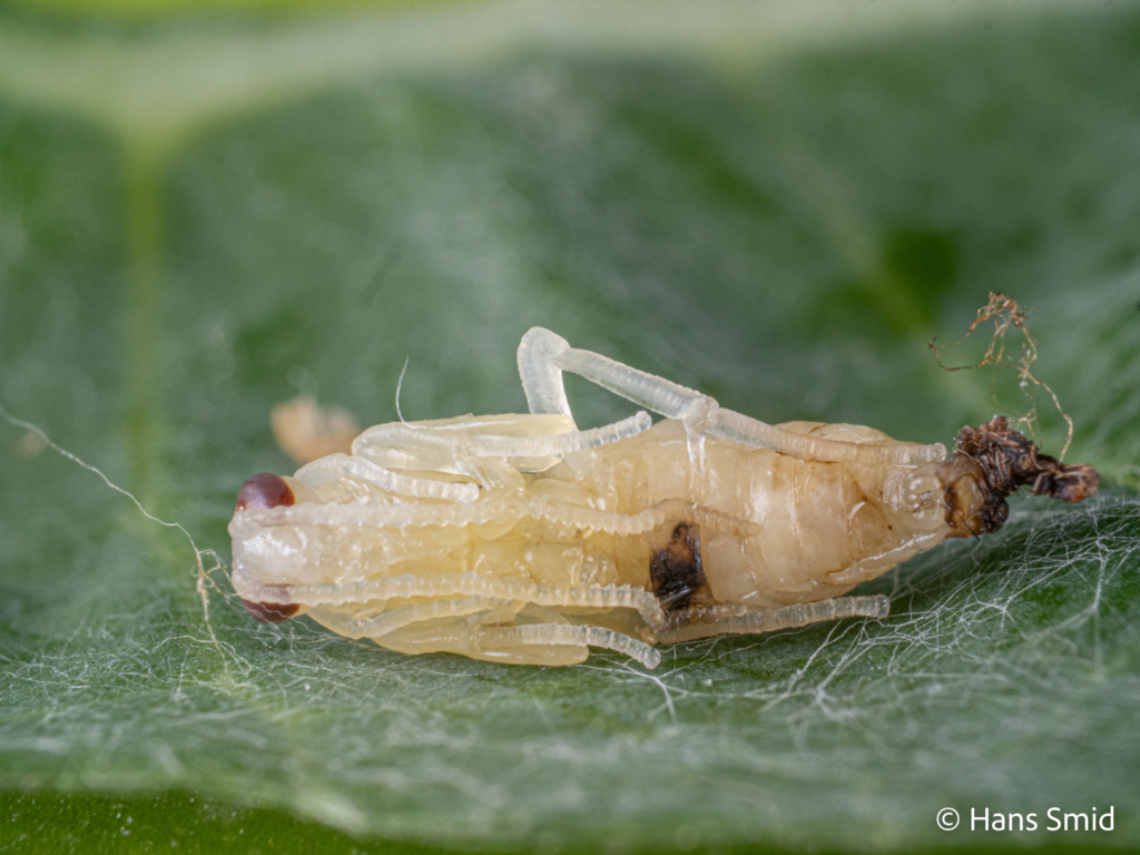 Hyposoter ebeninus parasitoid wasp  Pupa dissected from caterpillar 001
